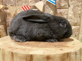 うさぎ様はブラック1枚 レッキス | うさぎ販売 | 札幌のうさぎ販売・ペットショップ